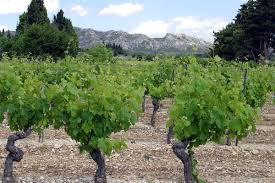 vignobles provençaux