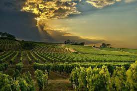 les plus beaux domaines viticoles de provence