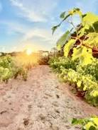 domaine biodynamie provence
