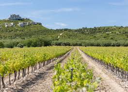 domaine viticole lancon de provence